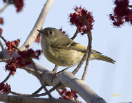 Ruby crowned Kinglet 3410